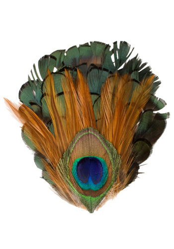 peacock-clip2